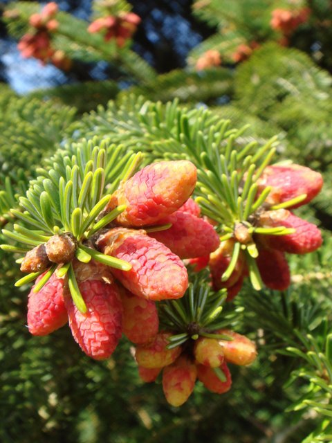 Abies cilicica fleur